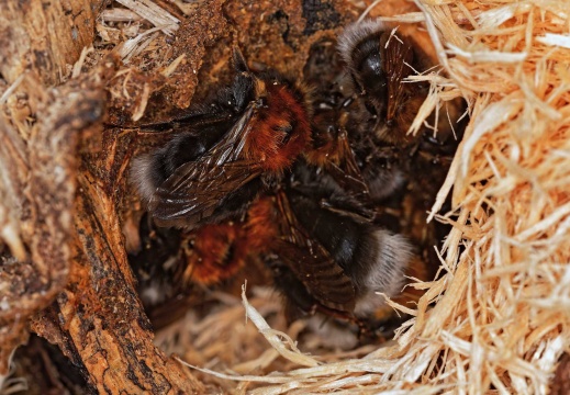 Baumhummelnest (649 visits)
In dem Baumstumpf einer gefällten Weide hat sich die Baumhummel angesiedelt. Leider wurde da... Baumhummelnest