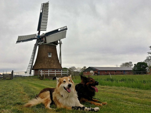 Frieslandtour - Windmühle