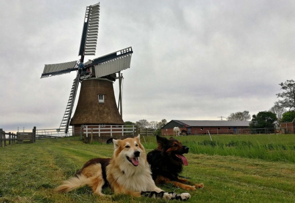 Frieslandtour - Windmühle