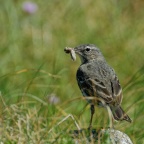Wiesenpieper