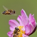 schwebende Schwebfliege