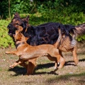 Maxl im Spiel mit Santos