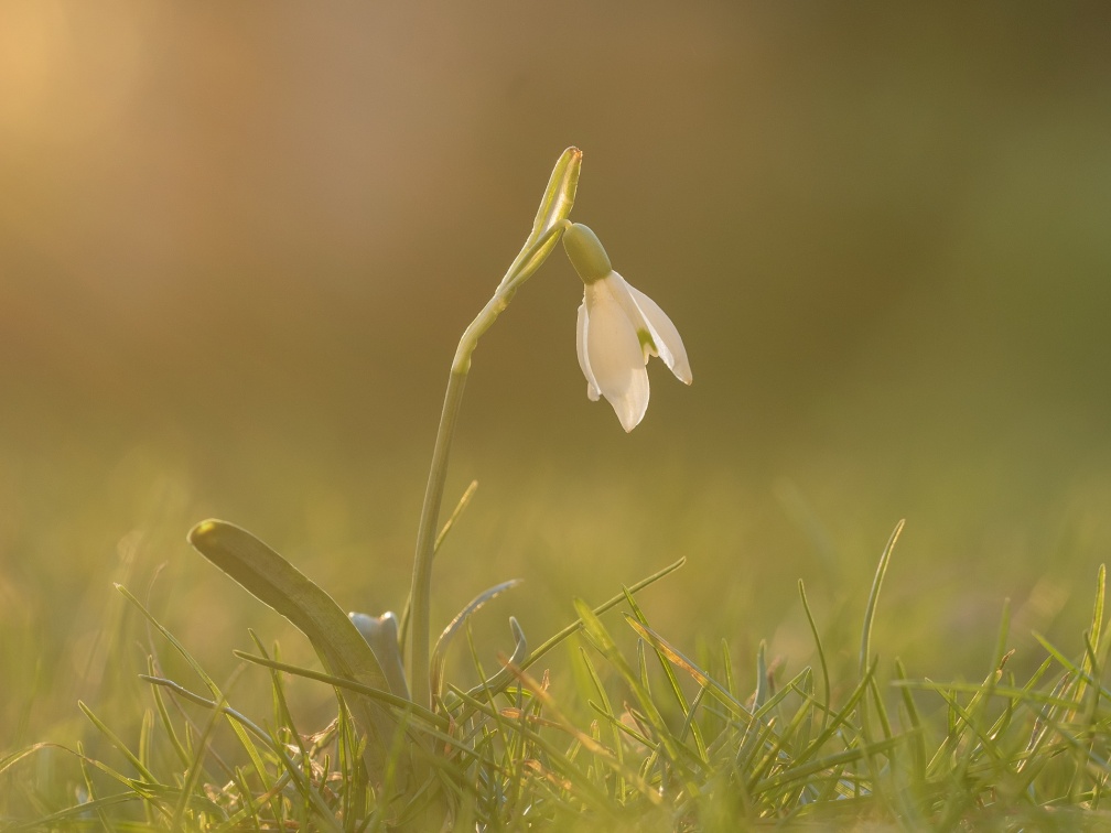 25-03_Schneeglöckchen_OM103802_WLrrZ.jpg