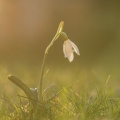 Schneeglöckchen im Gegenlicht