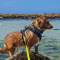 Maxl am Strand von Guissény