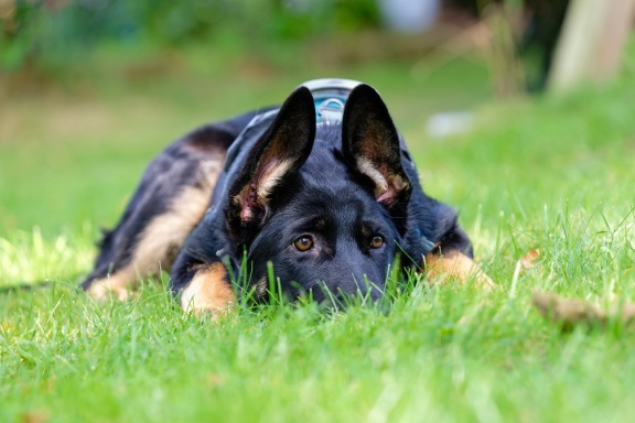 Yara an ihrem ersten Tag im neuen Zuhause