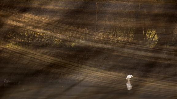 Silberreiher am Rubbenbruchsee