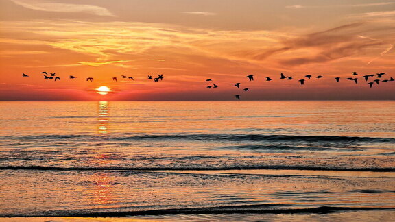 NL-Tour - Brachvögel im Sonnenuntergang bei Callantsoog