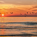 NL-Tour - Austernfischer im Sonnenuntergang bei Callantsoog