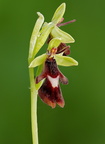 Fliegen-Ragwurz (Ophrys insectifera)