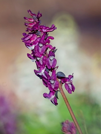 Lerchensporn