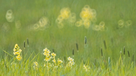 Schlüsselblumen