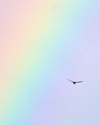 Rauchschwalbe im Regenbogen