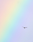 26-08 Rauchschwalbe OM117129 WbZEMbv vor Regenbogen Zuhause