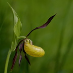 Gelber Frauenschuh (Cypripedium calceolus)