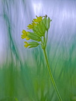 Schlüsselblume