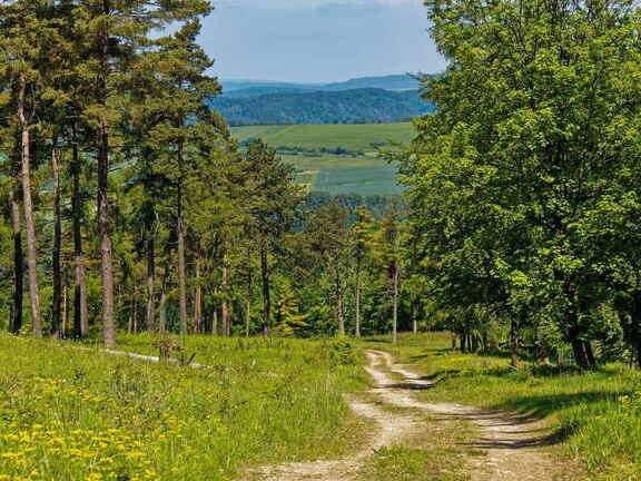 Weserbergland: Waldweg am Burgberg