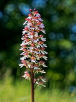 Purpurknabenkraut (Orchis purpurea)