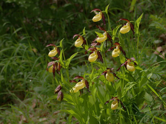 Weserbergland: Frauenschuh am Burgberg