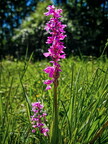 Weserbergland: Manns Knabenkraut (Orchis mascula)